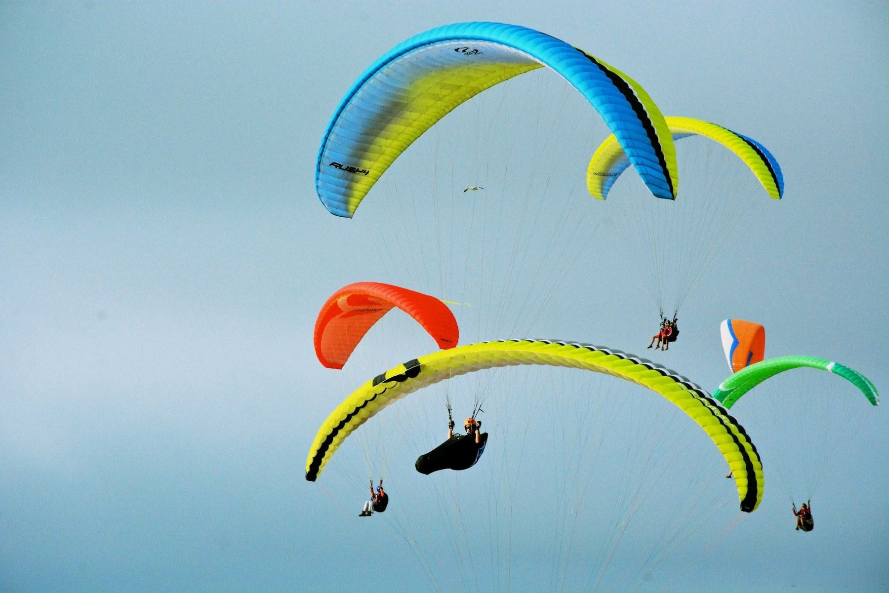 Grupo de parapentes en vuelo sobre la costa